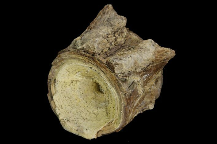 Fossil Fish (Ichthyodectes) Vertebra - Kansas #127863